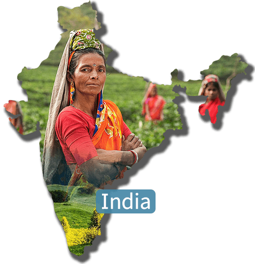 The Wise Fund: India